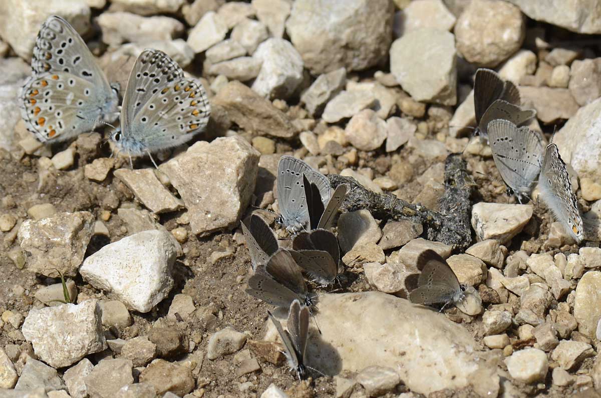 Gruppo misto Lycaenidae da id.